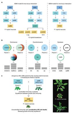 Hybrid Incompatibility of the Plant Immune System: An Opposite Force to Heterosis Equilibrating Hybrid Performances